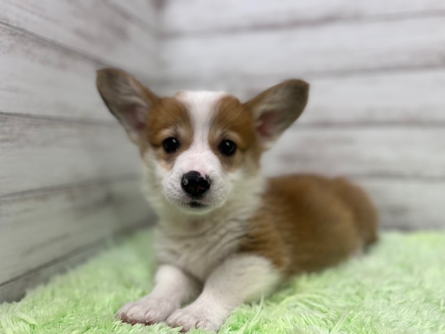 茨城県のウェルシュコーギーペンブローク (OneBuddyトモニーつくば店/2025年9月7日生まれ/男の子/レッドホワイト)の子犬の2枚目の画像