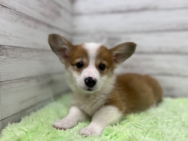 茨城県のウェルシュコーギーペンブローク (OneBuddyトモニーつくば店/2025年9月7日生まれ/男の子/レッドホワイト)の子犬の3枚目の画像