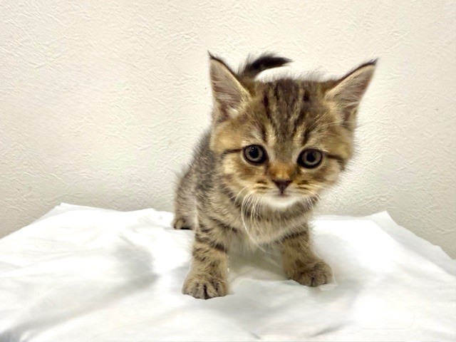 茨城県のスコティッシュフォールド (犬の牧場/2025年9月13日生まれ/男の子/ブラウンタビーホワイト)の子猫