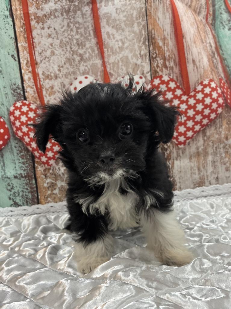 北海道のハーフ犬・ミックス犬 (ジャパンペッツトレーディング伏古店/2025年10月2日生まれ/女の子/ブラックホワイト)の子犬