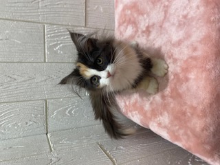 東京都のラガマフィン (OneBuddy仙川店/2025年10月2日生まれ/女の子/キャリコ)の子猫の1枚目の画像