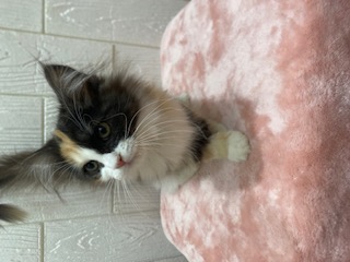 東京都のラガマフィン (OneBuddy仙川店/2025年10月2日生まれ/女の子/キャリコ)の子猫の2枚目の画像