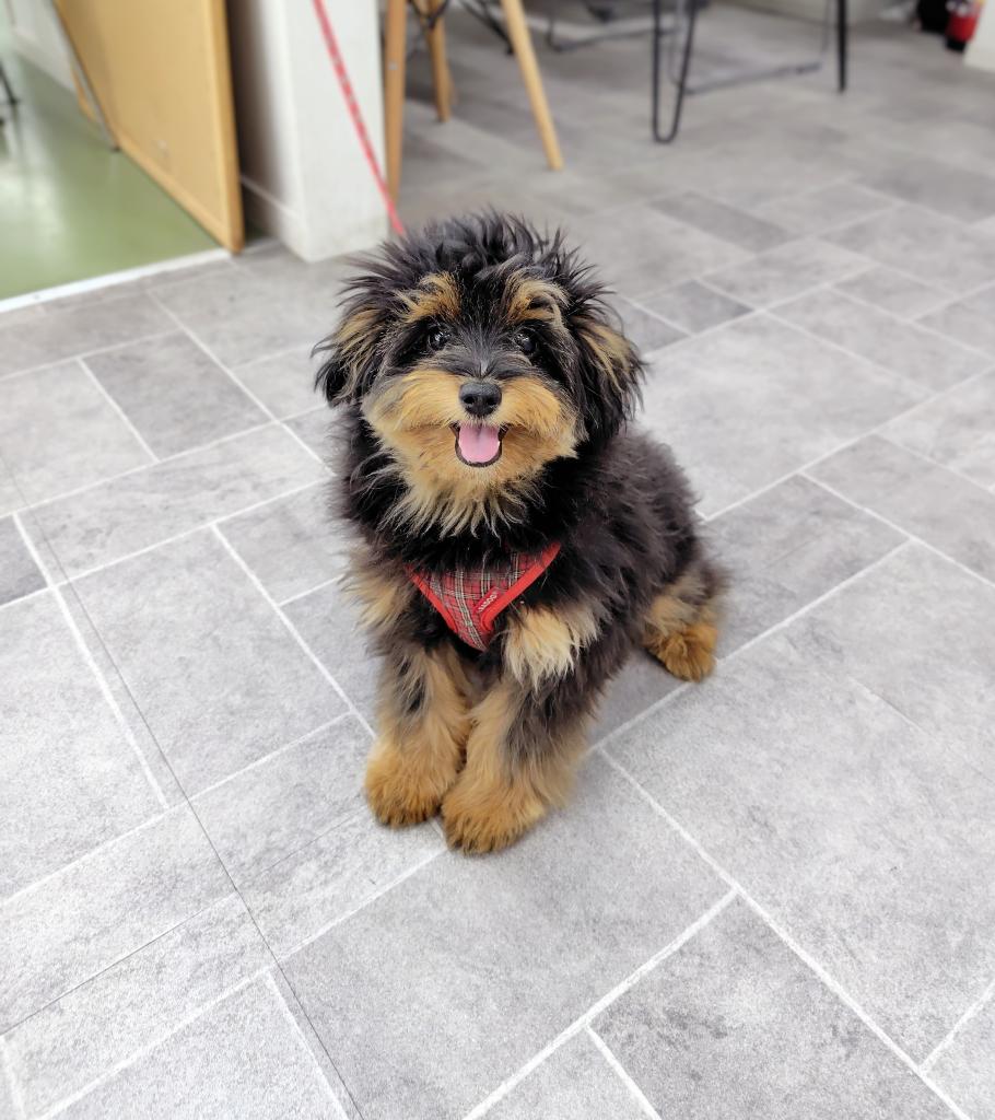 茨城県のポメプー(ポメラニアン×プードル) (OneBuddyトモニー水戸店/2025年9月6日生まれ/男の子/その他色)の子犬の3枚目の画像