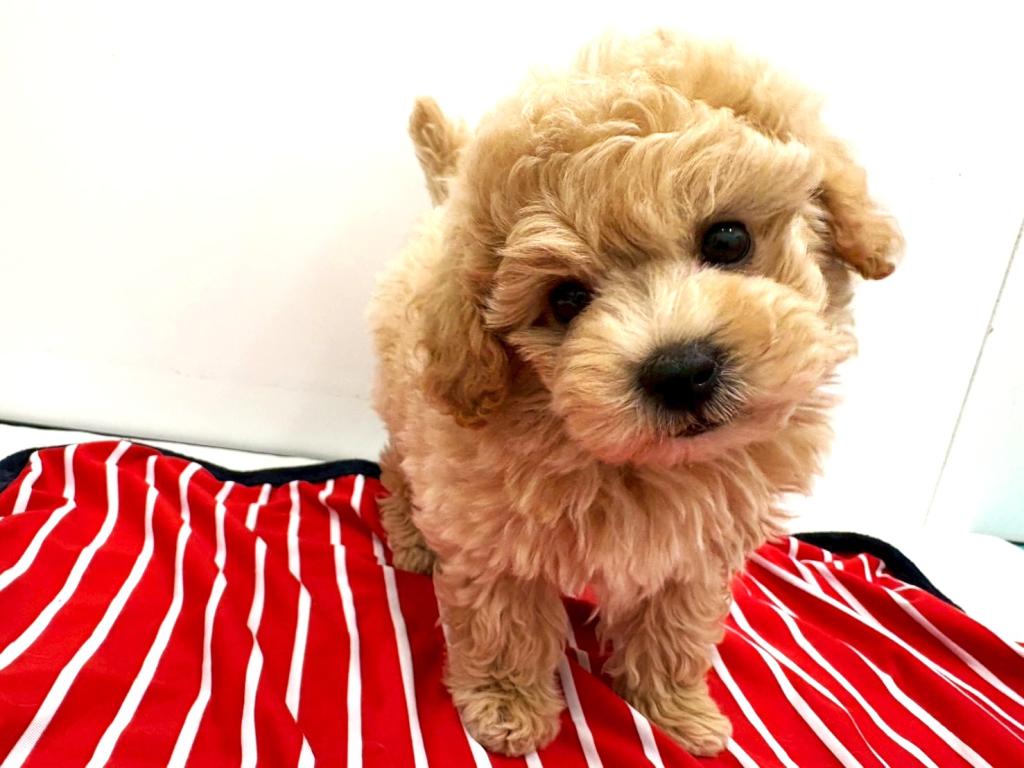 栃木県のハーフ犬・ミックス犬 (ペッツワン宇都宮平出店/2025年11月8日生まれ/男の子/アプリコット)の子犬の4枚目の画像