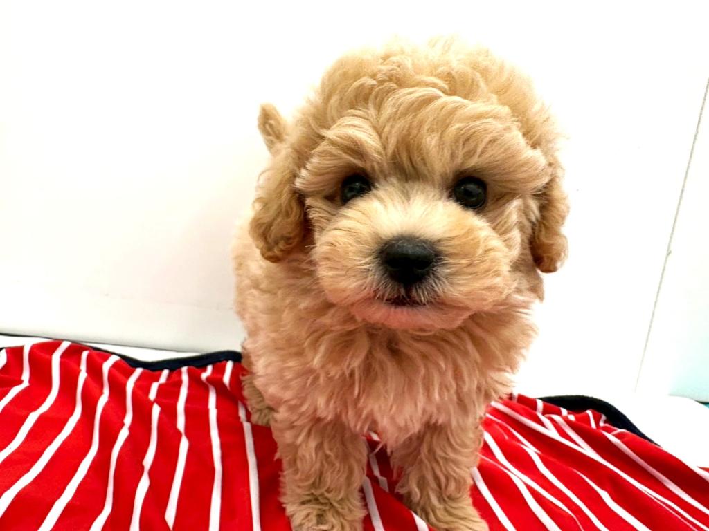 栃木県のハーフ犬・ミックス犬 (ペッツワン宇都宮平出店/2025年11月8日生まれ/男の子/アプリコット)の子犬の2枚目の画像