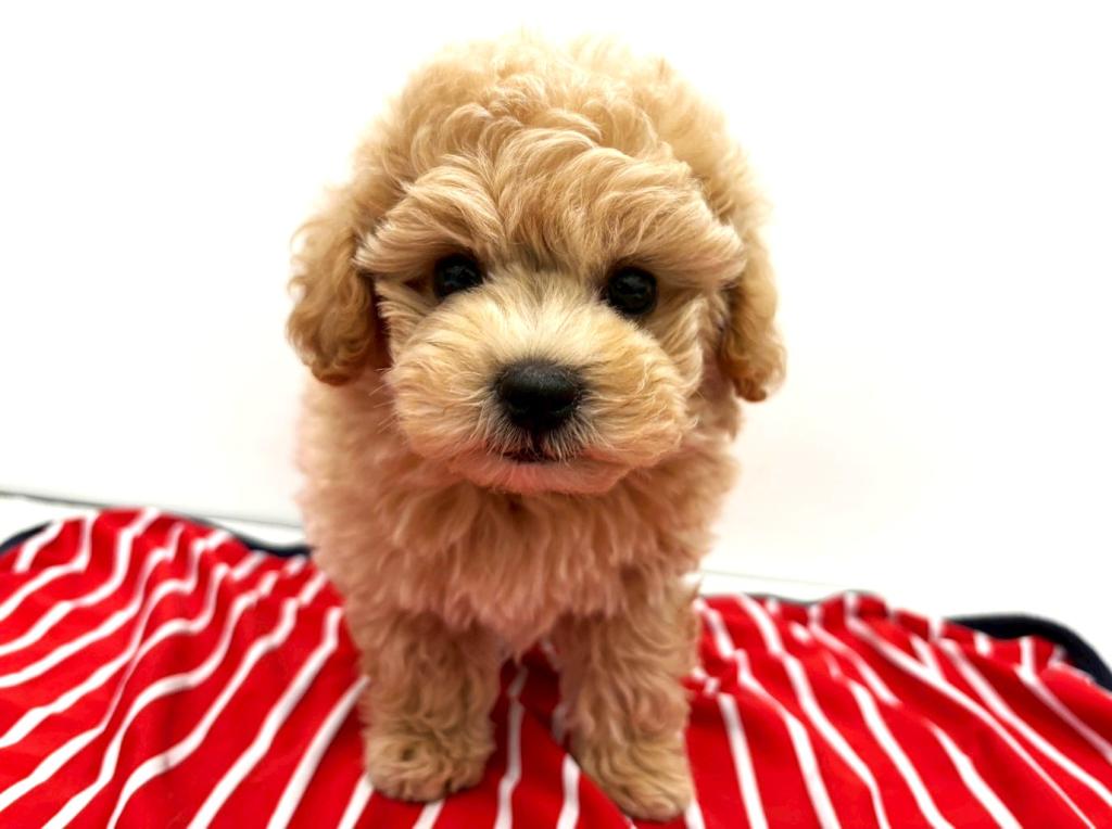 栃木県のハーフ犬・ミックス犬 (ペッツワン宇都宮平出店/2025年11月8日生まれ/男の子/アプリコット)の子犬の3枚目の画像