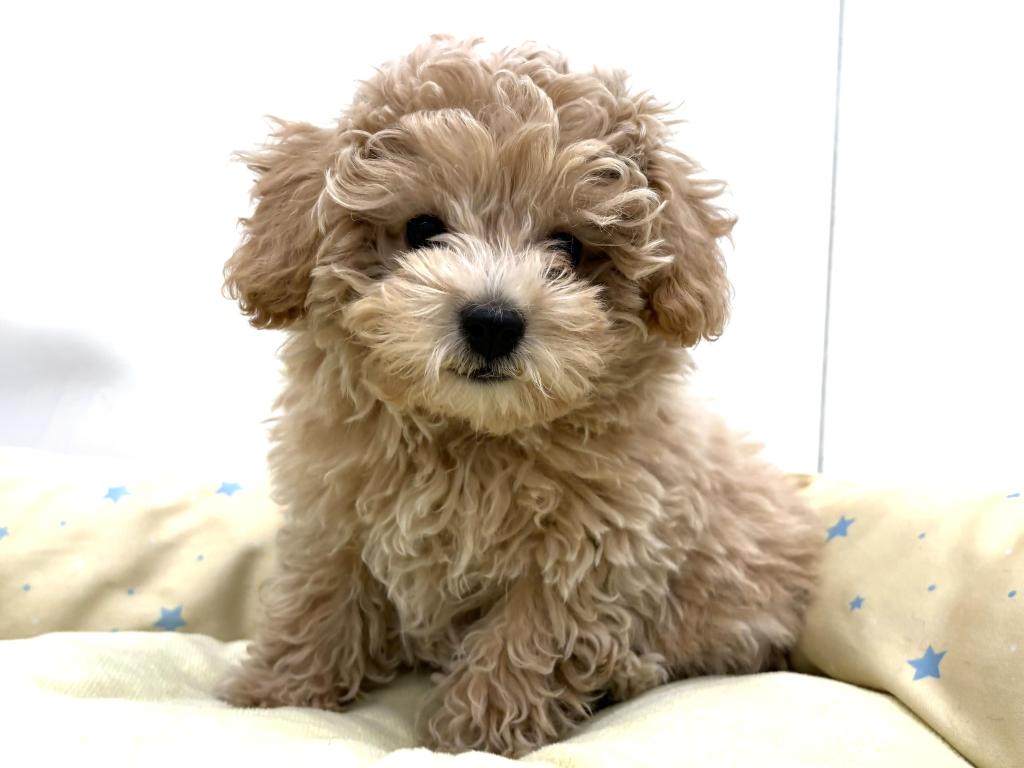 栃木県のハーフ犬・ミックス犬 (ペッツワン宇都宮平出店/2025年11月8日生まれ/男の子/アプリコット)の子犬の1枚目の画像