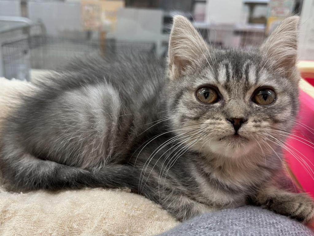 静岡県のスコティッシュフォールド (ペットアミ吉田店/2025年9月13日生まれ/男の子/ブルータビーホワイト)の子猫