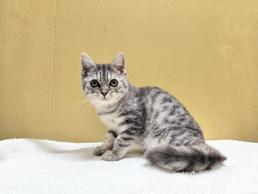 茨城県のスコティッシュフォールド (OneBuddyトモニー水戸店/2025年9月13日生まれ/男の子/ブルータビーホワイト)の子猫の2枚目の画像