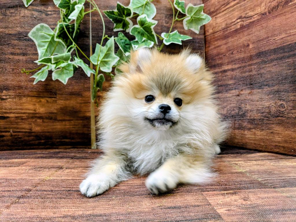 千葉県のポメラニアン (ペッツワン市原店/2025年10月3日生まれ/女の子/オレンジ)の子犬の3枚目の画像