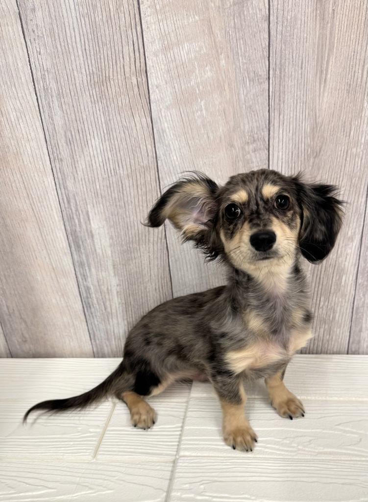 埼玉県のチワックス(チワワ×ダックス) (ペットプラザ草加松原店/2025年9月5日生まれ/男の子/シルバーダップル)の子犬の1枚目の画像