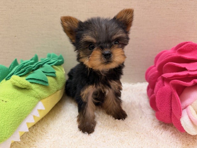 茨城県のヨークシャーテリア (ペットアミ鹿嶋店/2025年10月4日生まれ/男の子/スチールブルータン)の子犬