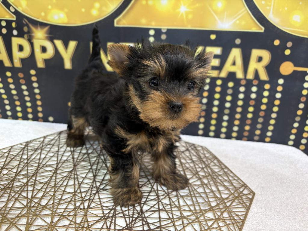 東京都のヨークシャーテリア (OneBuddy町田三輪店/2025年11月22日生まれ/男の子/スチールブルータン)の子犬の1枚目の画像