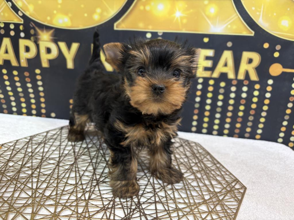 東京都のヨークシャーテリア (OneBuddy町田三輪店/2025年11月22日生まれ/男の子/スチールブルータン)の子犬の2枚目の画像