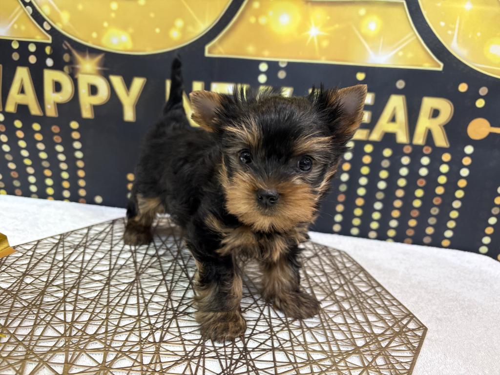 東京都のヨークシャーテリア (OneBuddy町田三輪店/2025年11月22日生まれ/男の子/スチールブルータン)の子犬の3枚目の画像