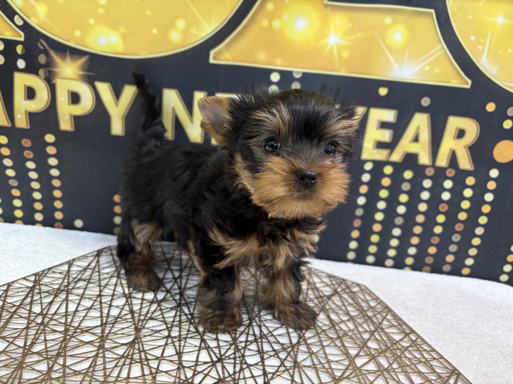 東京都のヨークシャーテリア (OneBuddy町田三輪店/2025年11月22日生まれ/男の子/スチールブルータン)の子犬の4枚目の画像