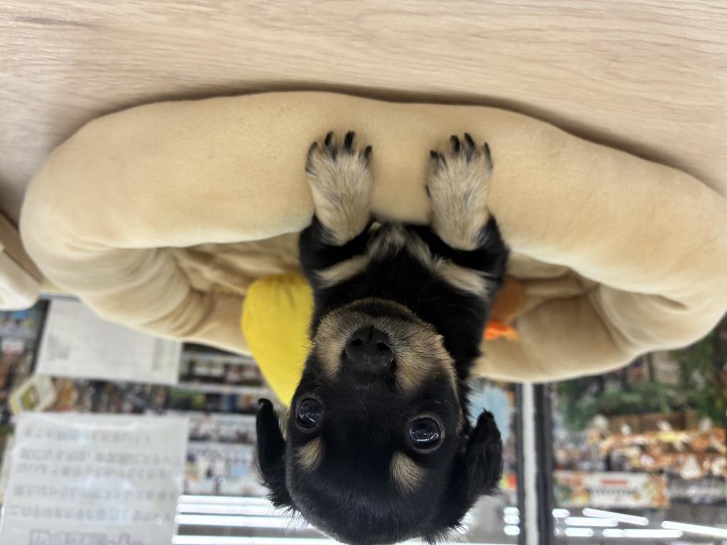 北海道のハーフ犬・ミックス犬 (ジャパンペッツトレーディング新発寒店/2025年11月23日生まれ/女の子/ブラックタン)の子犬