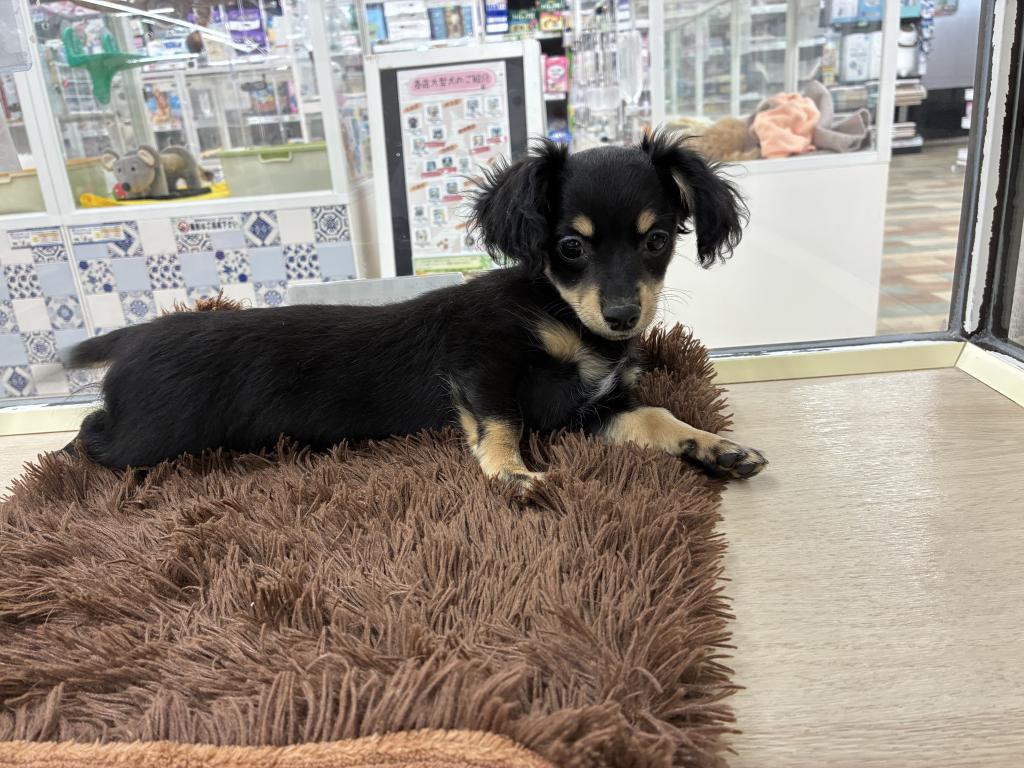 北海道のチワックス(チワワ×ダックス) (ジャパンペッツトレーディング新発寒店/2025年11月23日生まれ/女の子/ブラックタン)の子犬の3枚目の画像