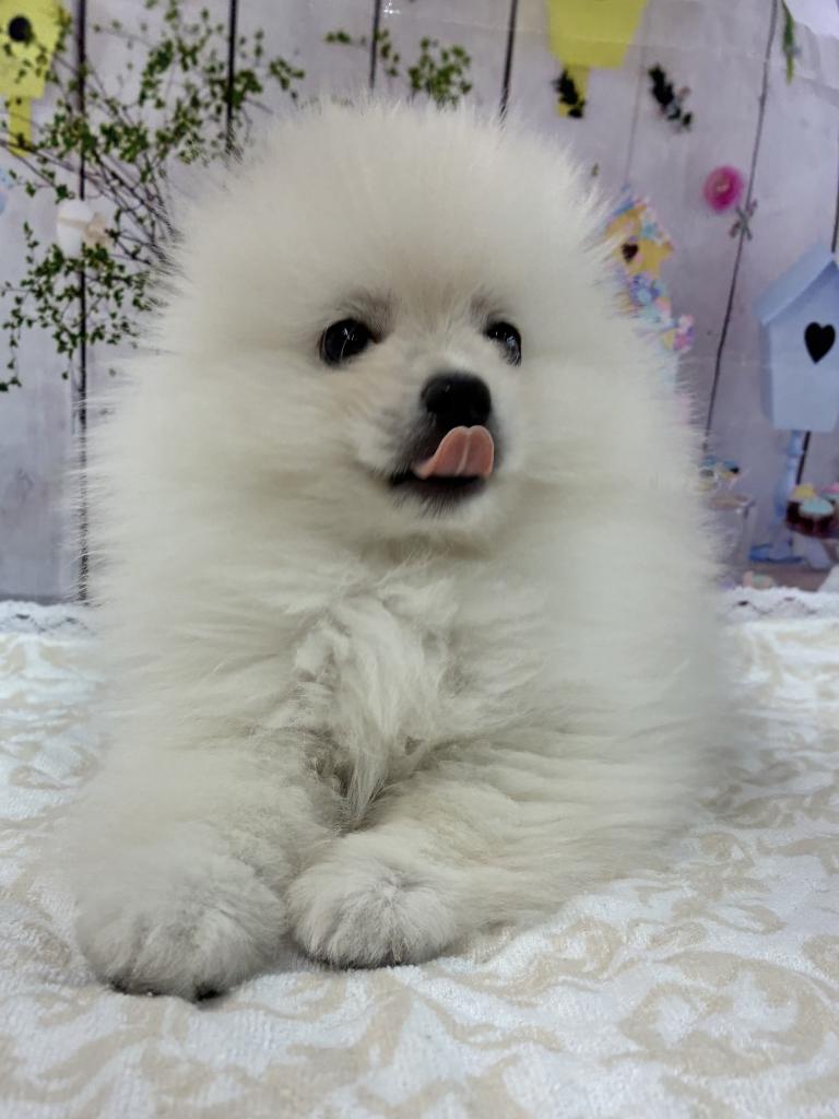 北海道のポメラニアン (ジャパンペッツトレーディング伏古店/2025年8月30日生まれ/男の子/ホワイト)の子犬