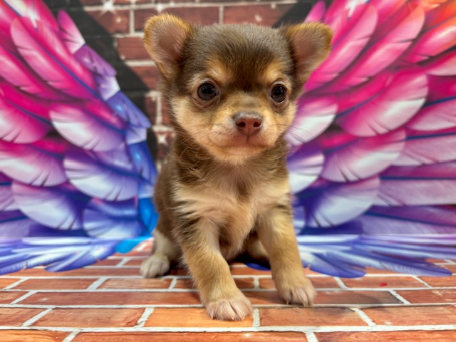 栃木県のチワワ(ロング) (ペッツワン小山店/2025年11月9日生まれ/女の子/チョコレートタン)の子犬の1枚目の画像