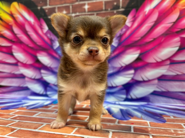 栃木県のチワワ(ロング) (ペッツワン小山店/2025年11月9日生まれ/女の子/チョコレートタン)の子犬の2枚目の画像