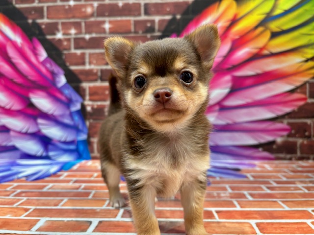 栃木県のチワワ(ロング) (ペッツワン小山店/2025年11月9日生まれ/女の子/チョコレートタン)の子犬の3枚目の画像