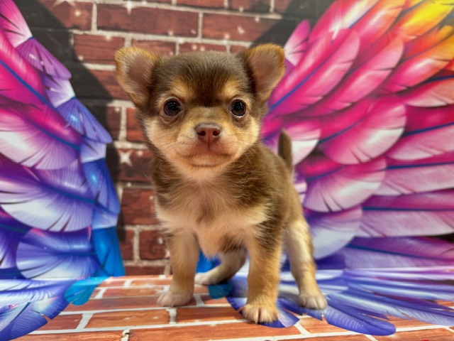 栃木県のチワワ(ロング) (ペッツワン小山店/2025年11月9日生まれ/女の子/チョコレートタン)の子犬の4枚目の画像