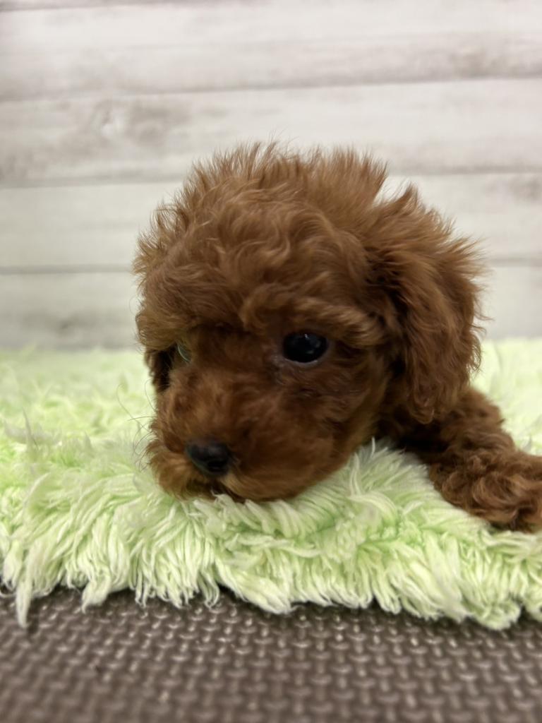 茨城県のトイプードル(トイ) (OneBuddyトモニーつくば店/2025年11月16日生まれ/男の子/レッド)の子犬の1枚目の画像