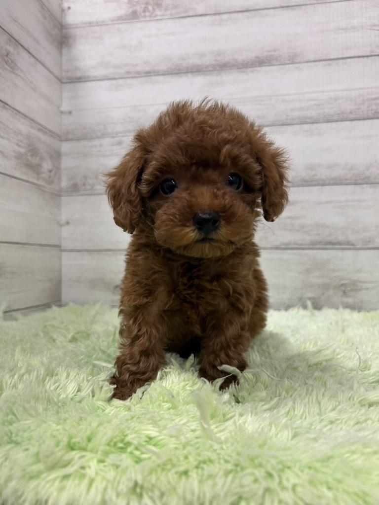 茨城県のトイプードル(トイ) (OneBuddyトモニーつくば店/2025年11月16日生まれ/男の子/レッド)の子犬の2枚目の画像