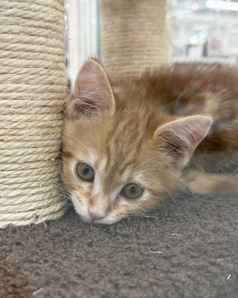 北海道のマンチカン (ジャパンペッツトレーディング釧路店/2025年11月19日生まれ/男の子/レッドタビー)の子猫の1枚目の画像