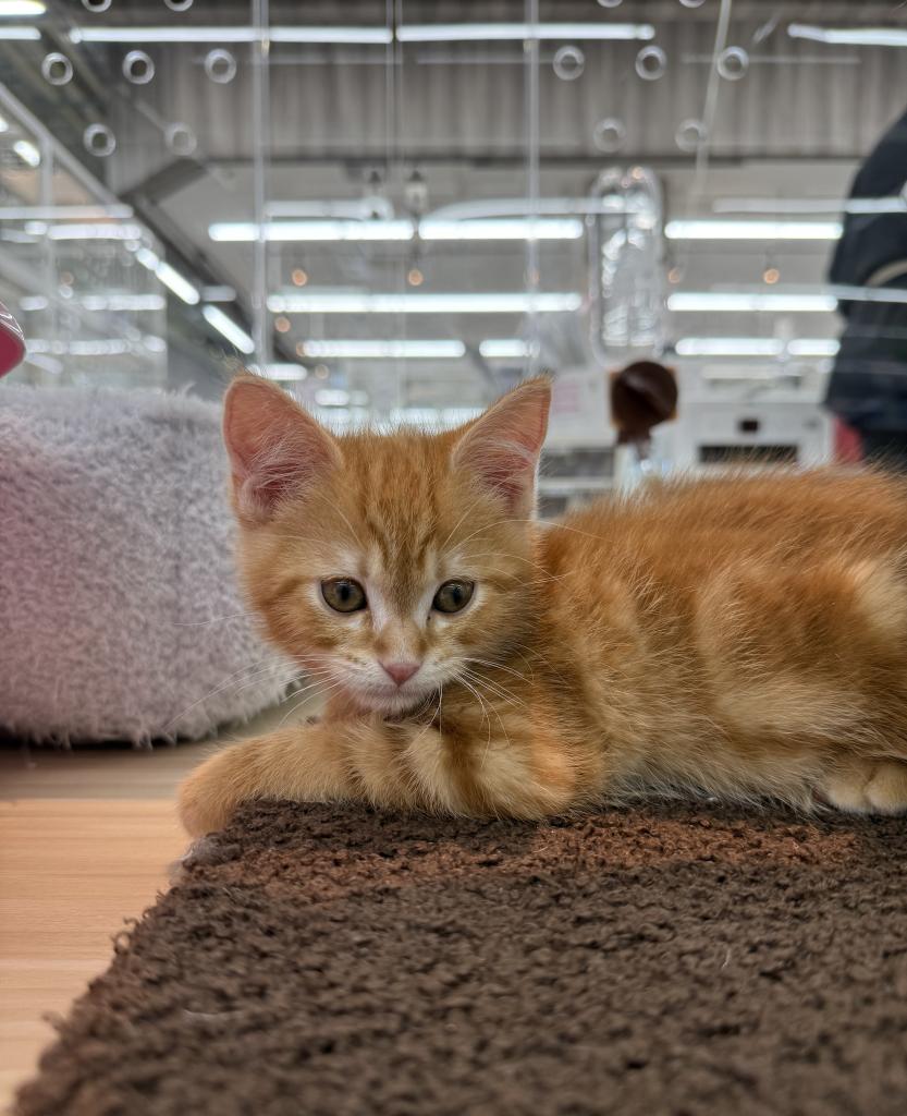 北海道のマンチカン (ジャパンペッツトレーディング釧路店/2025年11月19日生まれ/男の子/レッドタビー)の子猫の2枚目の画像