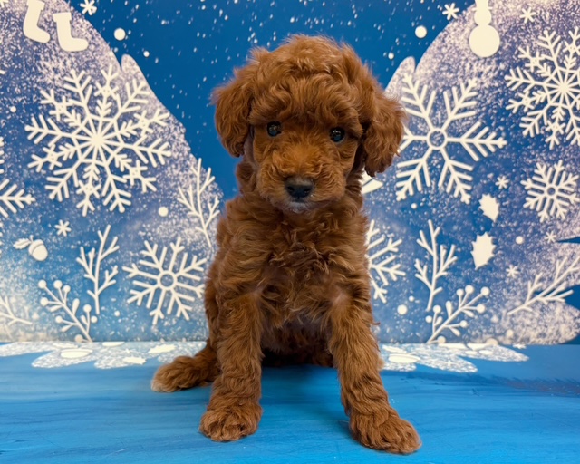 千葉県のトイプードル(トイ) (ペッツワン木更津金田店/2025年11月21日生まれ/女の子/レッド)の子犬の1枚目の画像