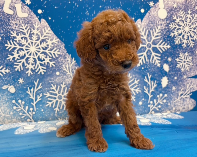 千葉県のトイプードル(トイ) (ペッツワン木更津金田店/2025年11月21日生まれ/女の子/レッド)の子犬の2枚目の画像