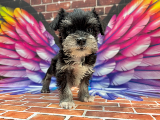 栃木県のハーフ犬・ミックス犬 (ペッツワン小山店/2025年11月21日生まれ/女の子/ブラックシルバー)の子犬の3枚目の画像