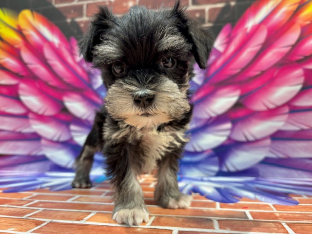 栃木県のハーフ犬・ミックス犬 (ペッツワン小山店/2025年11月21日生まれ/女の子/ブラックシルバー)の子犬の4枚目の画像