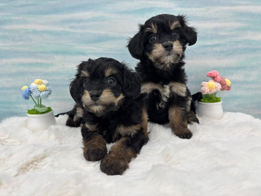 茨城県のハーフ犬・ミックス犬 (OneBuddy水戸南店/2025年11月22日生まれ/女の子/その他色)の子犬の2枚目の画像