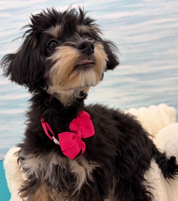 茨城県のチワプー/プーチー(チワワ×プードル) (OneBuddy水戸南店/2025年11月22日生まれ/女の子/その他色)の子犬の3枚目の画像