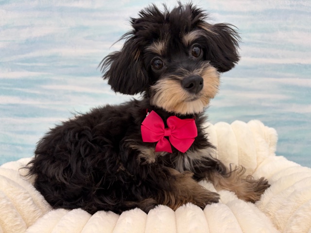 茨城県のチワプー/プーチー(チワワ×プードル) (OneBuddy水戸南店/2025年11月22日生まれ/女の子/その他色)の子犬の4枚目の画像