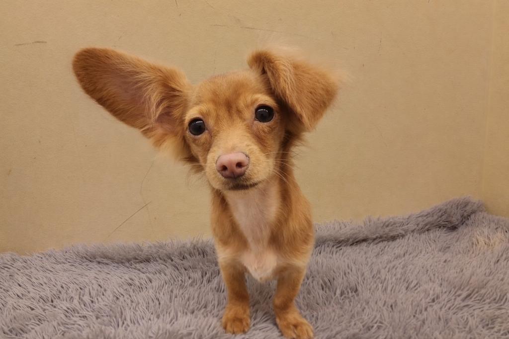 埼玉県のチワックス(チワワ×ダックス) (ペットプラザ越谷大里店/2025年10月5日生まれ/男の子/レッド)の子犬の2枚目の画像