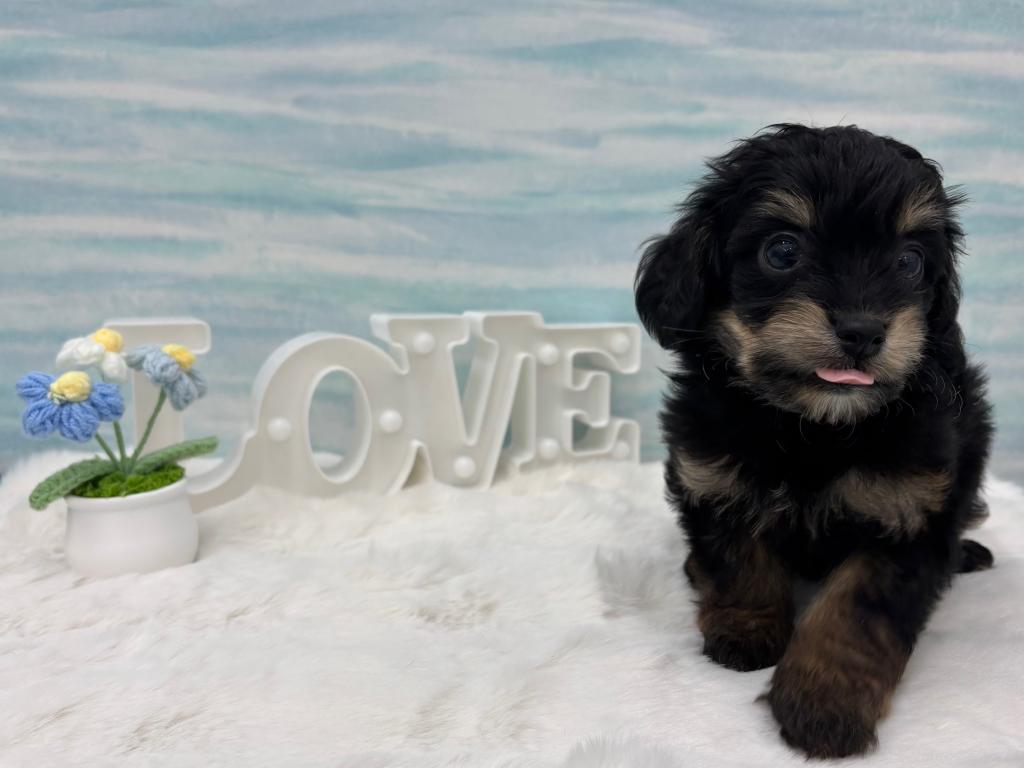 茨城県のハーフ犬・ミックス犬 (OneBuddy水戸南店/2025年11月22日生まれ/男の子/その他色)の子犬の1枚目の画像