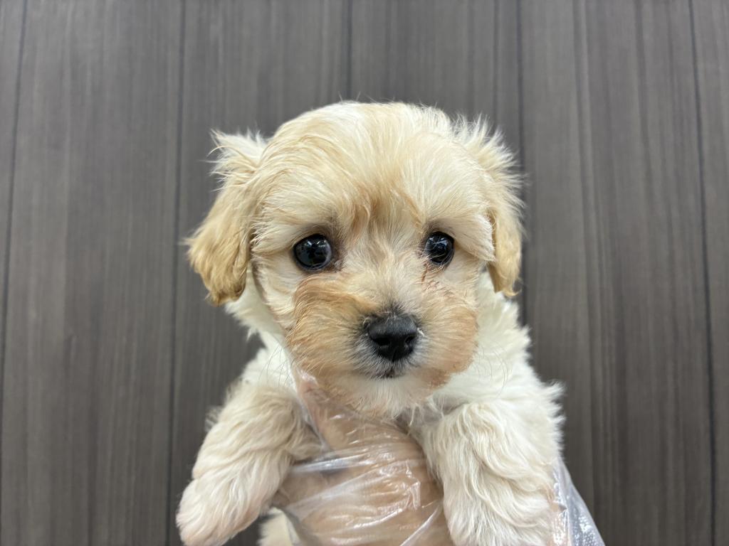 北海道のハーフ犬・ミックス犬 (ジャパンペッツトレーディング音更店/2025年11月19日生まれ/女の子/クリームホワイト)の子犬