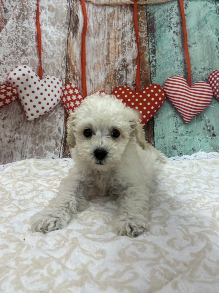北海道のトイプードル(トイ) (ジャパンペッツトレーディング伏古店/2025年11月23日生まれ/女の子/ホワイト)の子犬