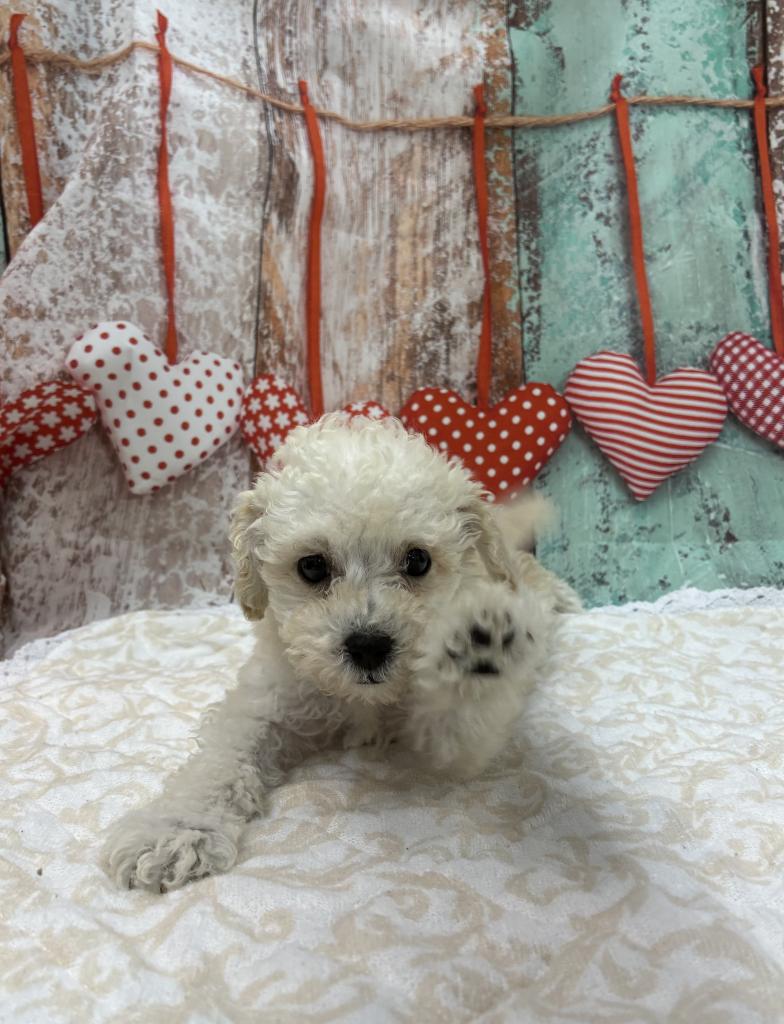 北海道のトイプードル(トイ) (ジャパンペッツトレーディング伏古店/2025年11月23日生まれ/女の子/ホワイト)の子犬の2枚目の画像