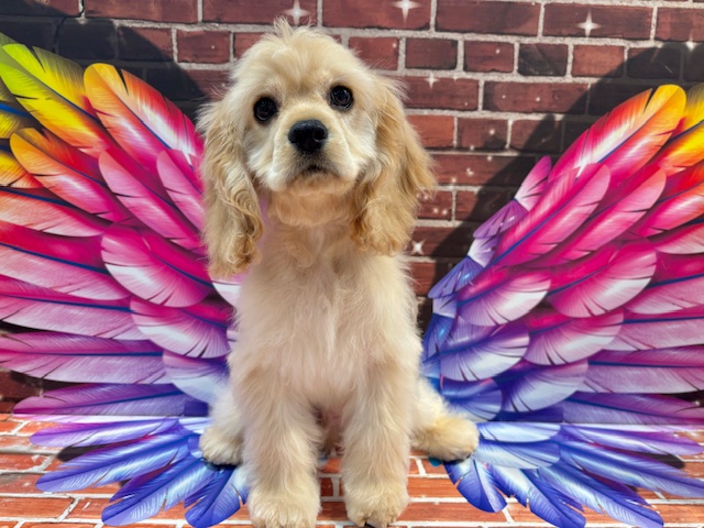 栃木県のアメリカンコッカースパニエル (ペッツワン小山店/2025年10月3日生まれ/男の子/バフ)の子犬の1枚目の画像