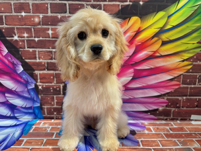 栃木県のアメリカンコッカースパニエル (ペッツワン小山店/2025年10月3日生まれ/男の子/バフ)の子犬の2枚目の画像