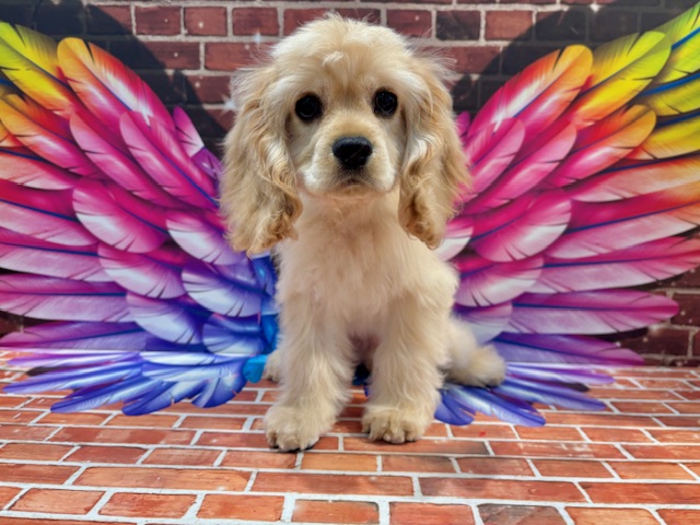 栃木県のアメリカンコッカースパニエル (ペッツワン小山店/2025年10月3日生まれ/男の子/バフ)の子犬の3枚目の画像