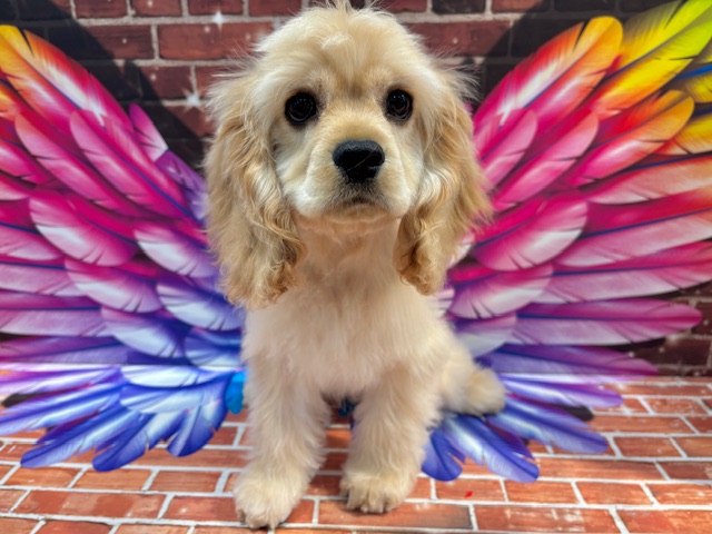 栃木県のアメリカンコッカースパニエル (ペッツワン小山店/2025年10月3日生まれ/男の子/バフ)の子犬の4枚目の画像