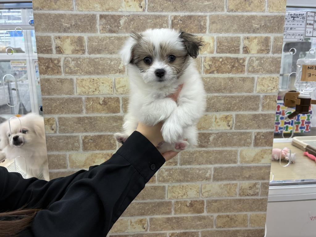 北海道のポメマル/マルポメ(ポメラニアン×マルチーズ) (ジャパンペッツトレーディング帯広店/2025年11月22日生まれ/女の子/パーティーカラー)の子犬