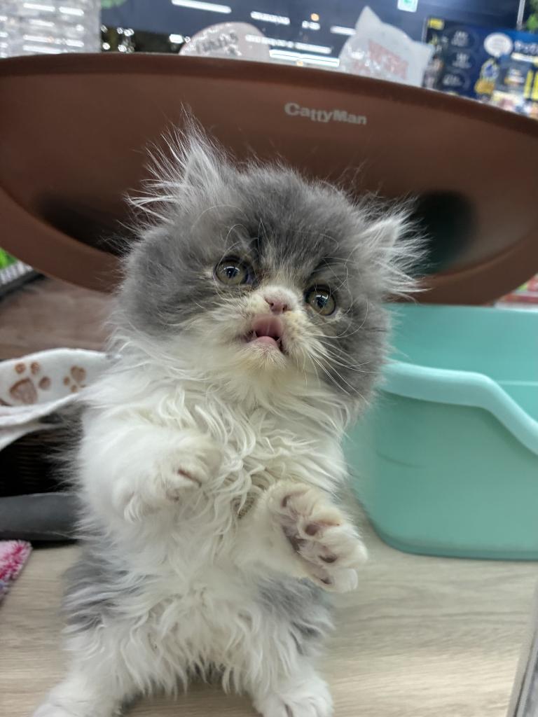 北海道のエキゾチック (ジャパンペッツトレーディング屯田店/2025年12月10日生まれ/男の子/ブルータビーホワイト)の子猫の1枚目の画像