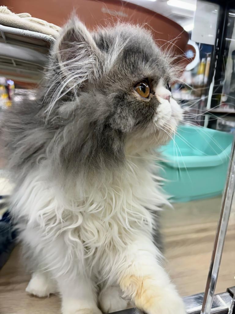 北海道のエキゾチック (ジャパンペッツトレーディング屯田店/2025年12月10日生まれ/男の子/ブルータビーホワイト)の子猫の4枚目の画像